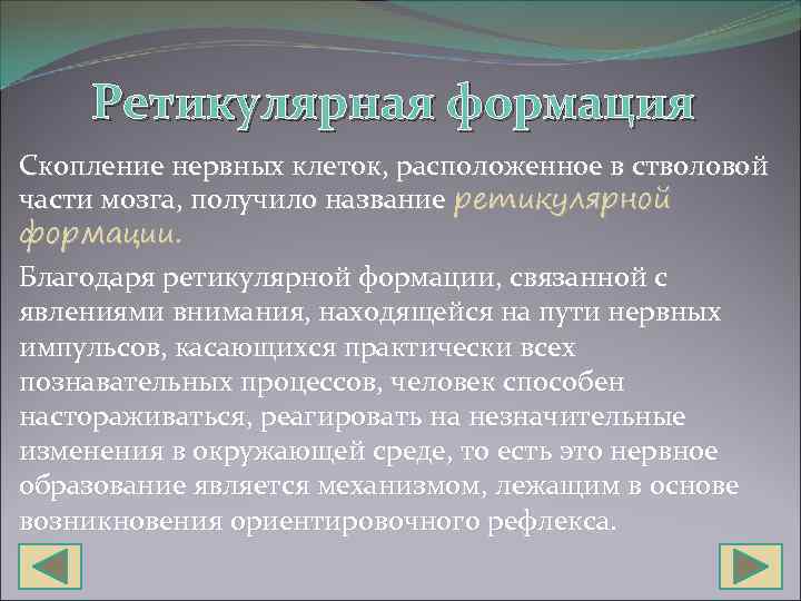 Ретикулярная формация Скопление нервных клеток, расположенное в стволовой части мозга, получило название ретикулярной формации.