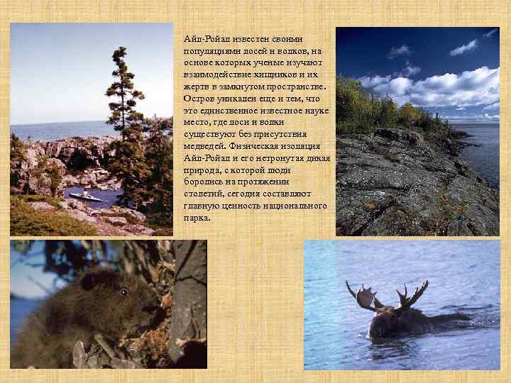Айл-Ройал известен своими популяциями лосей и волков, на основе которых ученые изучают взаимодействие хищников
