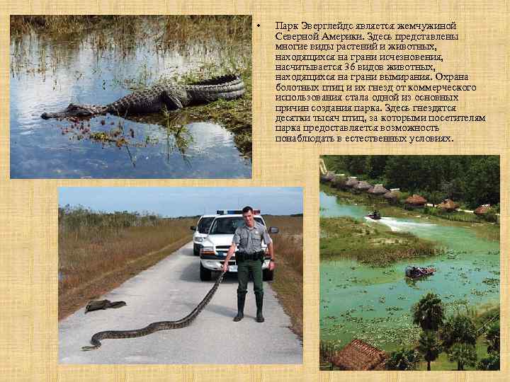  • Парк Эверглейдс является жемчужиной Северной Америки. Здесь представлены многие виды растений и