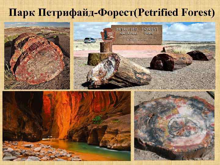 Парк Петрифайд-Форест(Petrified Forest) 