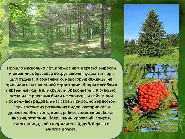 Прошло несколько лет, прежде чем деревья выросли и окрепли, образовав вокруг школы чудесный парк