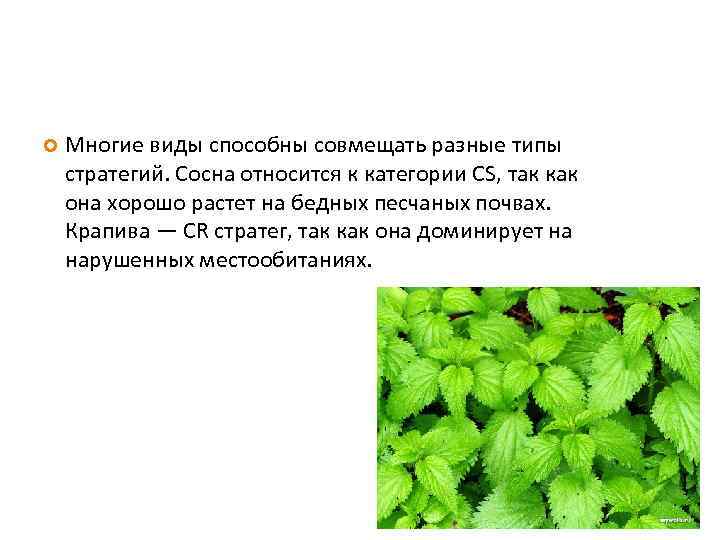  Многие виды способны совмещать разные типы стратегий. Сосна относится к категории CS, так