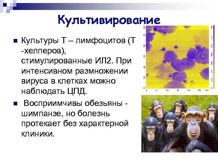 Культивирование n n Культуры Т – лимфоцитов (Т -хелперов), стимулированные ИЛ 2. При интенсивном