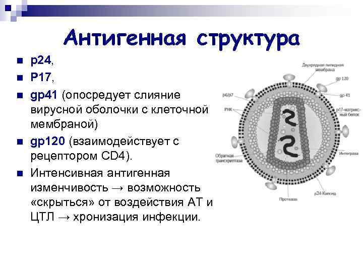 Антигенная структура n n n p 24, P 17, gp 41 (опосредует слияние вирусной