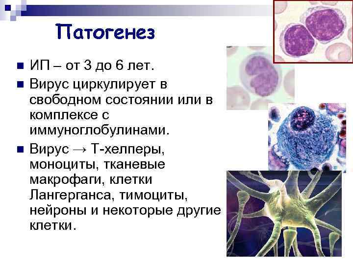 Патогенез n n n ИП – от 3 до 6 лет. Вирус циркулирует в