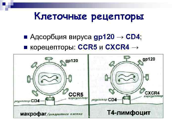 Клеточные рецепторы n n Адсорбция вируса gp 120 → CD 4; корецепторы: CCR 5
