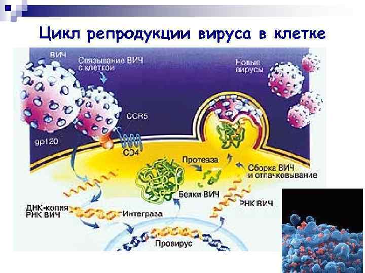 Цикл репродукции вируса в клетке 
