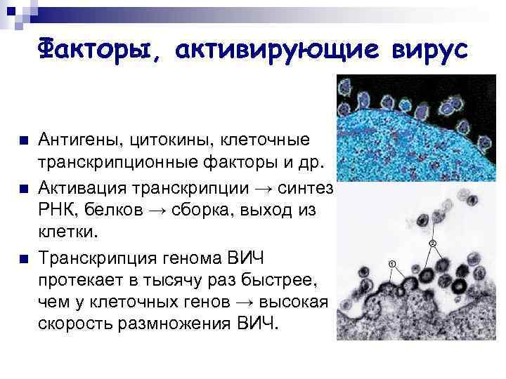Факторы, активирующие вирус n n n Антигены, цитокины, клеточные транскрипционные факторы и др. Активация