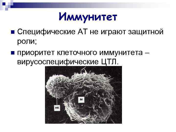 Иммунитет Специфические АТ не играют защитной роли; n приоритет клеточного иммунитета – вирусоспецифические ЦТЛ.