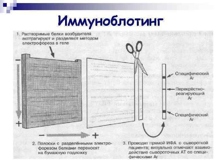 Иммуноблотинг 