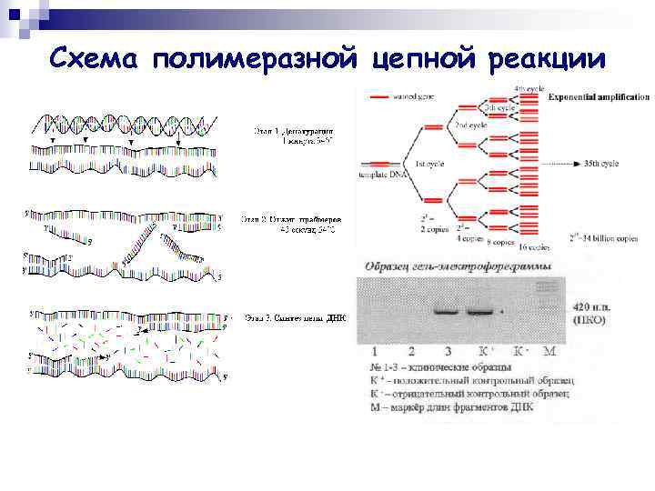 Схема полимеразной цепной реакции