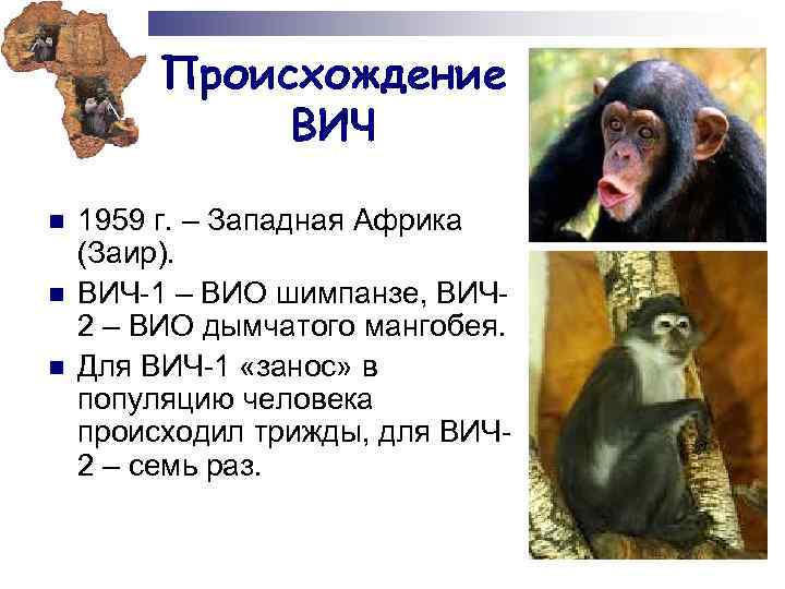Происхождение ВИЧ n n n 1959 г. – Западная Африка (Заир). ВИЧ-1 – ВИО