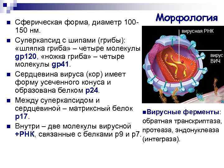 Сердцевина вируса. Вирус ВИЧ суперкапсид. Суперкапсид вируса функции. Суперкапсид вируса представлен. Суперкапсид имеют вирусы.