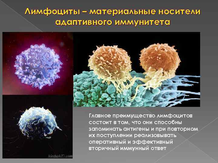 Лимфоциты – материальные носители адаптивного иммунитета Главное преимущество лимфоцитов состоит в том, что они