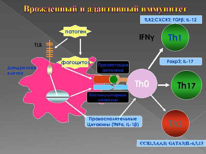 Врожденный и адаптивный иммунитет TLR 2; CXCR 3; TGFβ; IL-12 патоген IFNγ TLR Дендритная