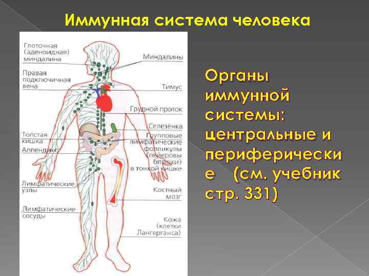 Органы иммунной системы фото