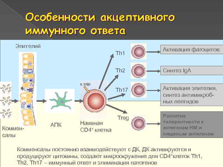 Схема иммуного ответа