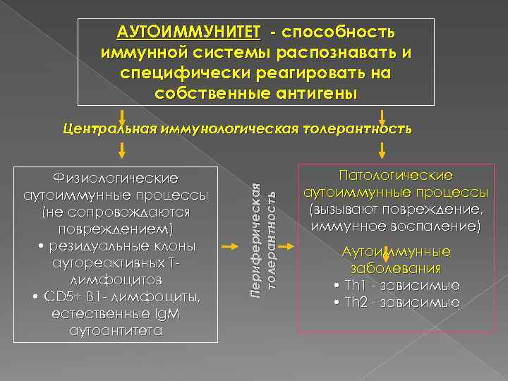 АУТОИММУНИТЕТ - способность иммунной системы распознавать и специфически реагировать на собственные антигены Физиологические аутоиммунные