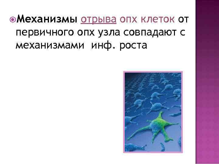  Механизмы отрыва опх клеток от первичного опх узла совпадают с механизмами инф. роста