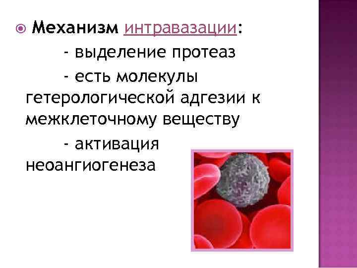 Механизм интравазации: - выделение протеаз - есть молекулы гетерологической адгезии к межклеточному веществу -