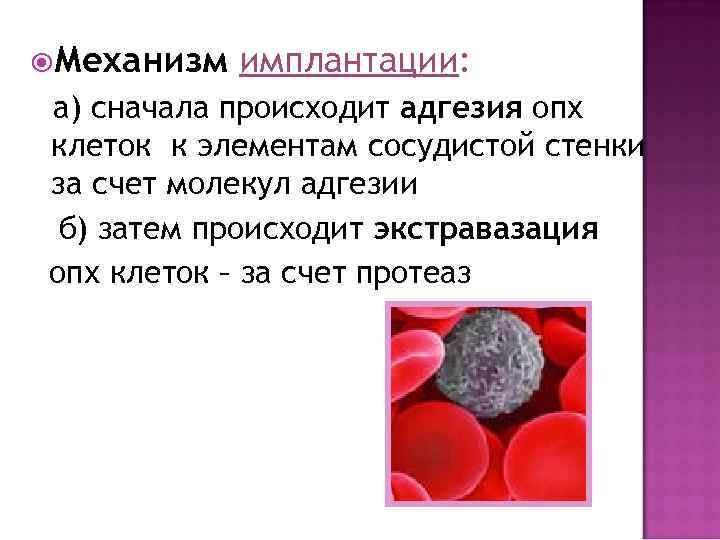  Механизм имплантации: а) сначала происходит адгезия опх клеток к элементам сосудистой стенки за