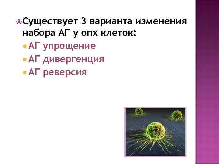  Существует 3 варианта изменения набора АГ у опх клеток: АГ упрощение АГ дивергенция