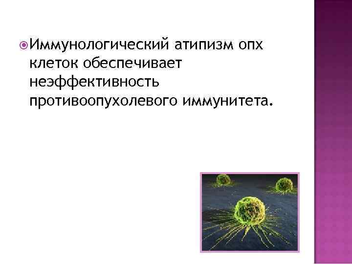  Иммунологический атипизм опх клеток обеспечивает неэффективность противоопухолевого иммунитета. 