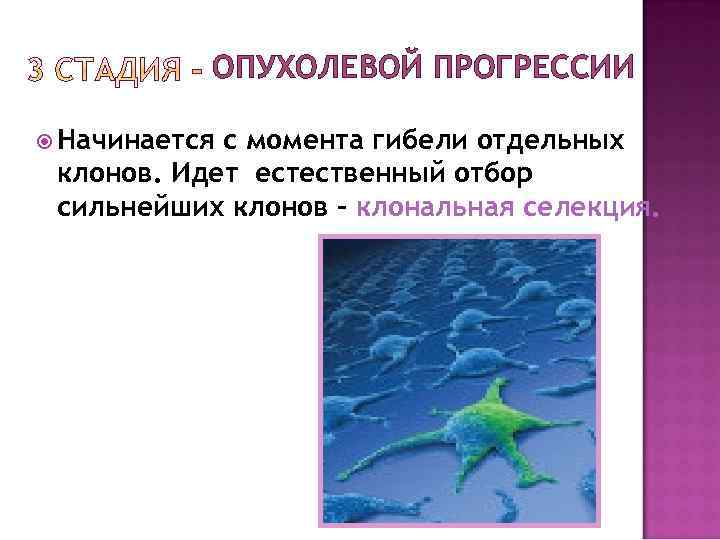 ОПУХОЛЕВОЙ ПРОГРЕССИИ Начинается с момента гибели отдельных клонов. Идет естественный отбор сильнейших клонов –