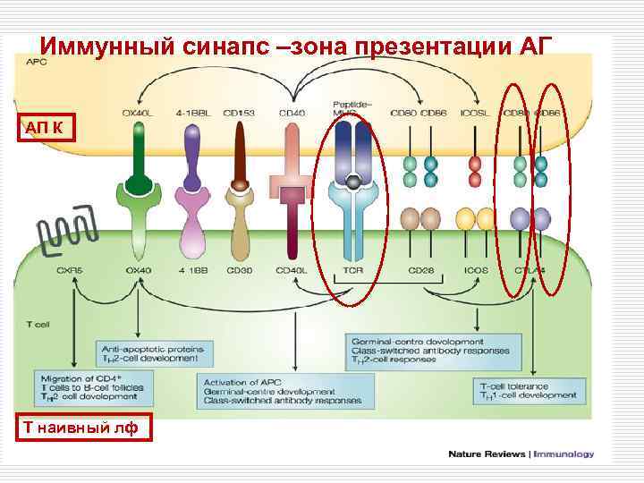 Иммунный синапс –зона презентации АГ АП К Т наивный лф 
