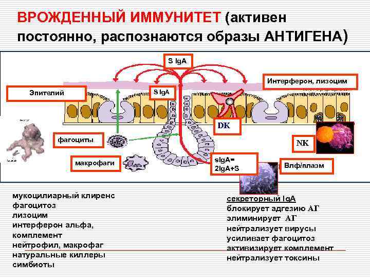 Врожденный иммунитет картинки