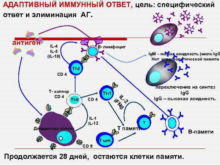 Вторичный иммунный ответ схема