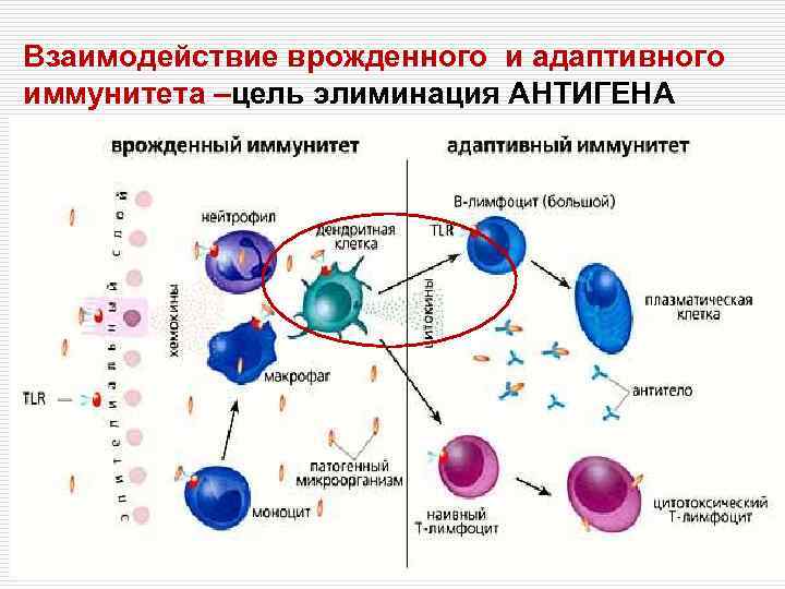 Взаимодействие врожденного и адаптивного иммунитета –цель элиминация АНТИГЕНА 