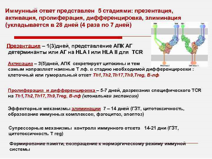 Иммунный ответ представлен 5 стадиями: презентация, активация, пролиферация, дифференцировка, элиминация (укладывается в 28 дней