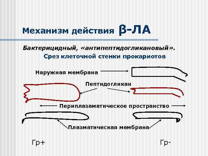 Механизм действия β-ЛА Бактерицидный, «антипептидогликановый» . Срез клеточной стенки прокариотов Наружная мембрана Пептидогликан Периплазаматическое