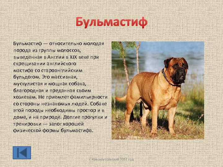Бульмастиф — относительно молодая порода из группы молоссов, выведенная в Англии в ХIХ веке