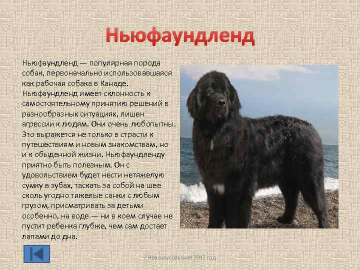 Ньюфаундленд — популярная порода собак, первоначально использовавшаяся как рабочая собака в Канаде. Ньюфаундленд имеет