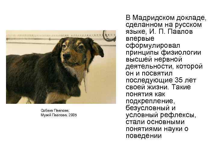 Собака Павлова, Музей Павлова, 2005 В Мадридском докладе, сделанном на русском языке, И. П.