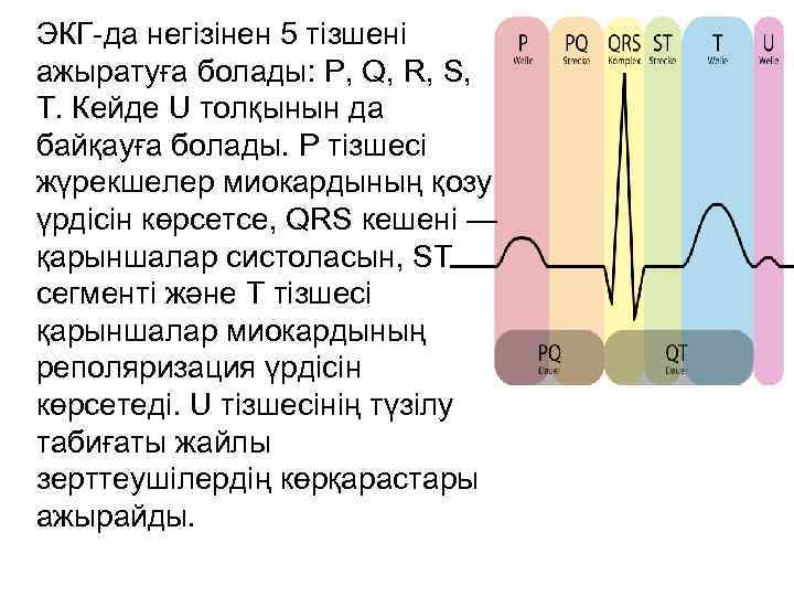 ЭКГ-да негізінен 5 тізшені ажыратуға болады: P, Q, R, S, T. Кейде U толқынын