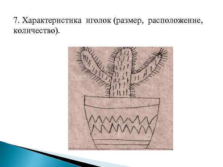 7. Характеристика иголок (размер, расположение, количество). 