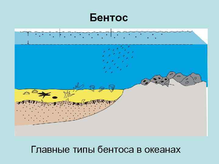 Бентос Главные типы бентоса в океанах 