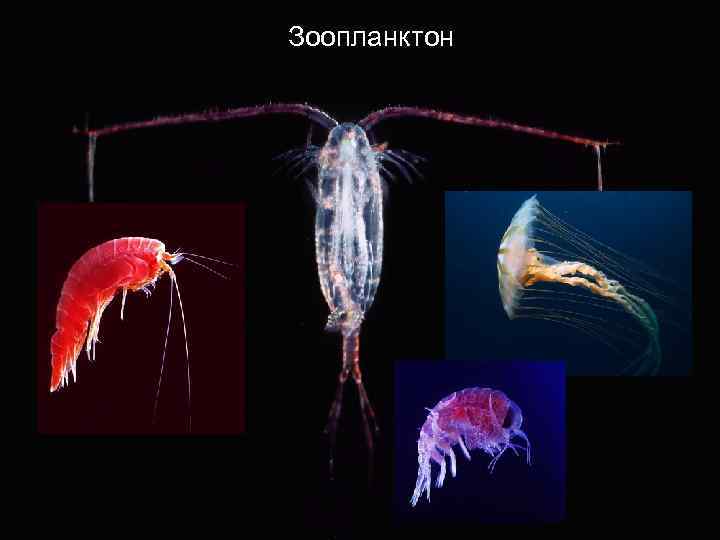 Студенистый зоопланктон. Зоопланктон и фитопланктон. Зоопланктон строение. Определитель зоопланктона.