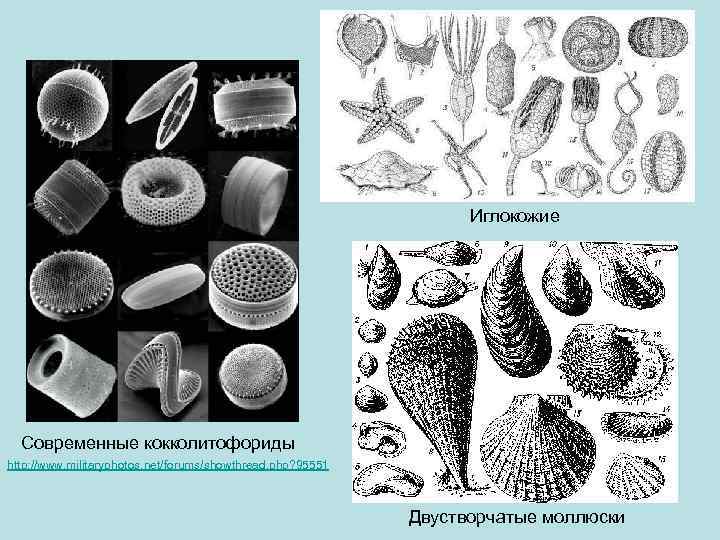 Иглокожие Современные кокколитофориды http: //www. militaryphotos. net/forums/showthread. php? 95551 Двустворчатые моллюски 