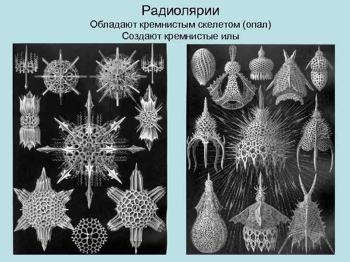 Радиолярии Обладают кремнистым скелетом (опал) Создают кремнистые илы 