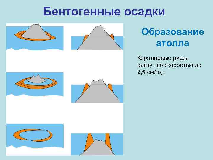 Бентогенные осадки Образование атолла Коралловые рифы растут со скоростью до 2, 5 см/год 