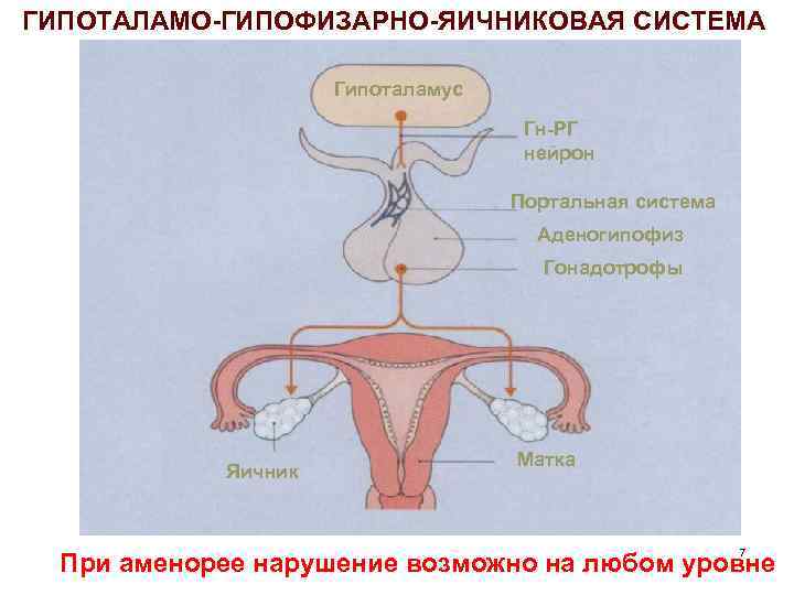 ГИПОТАЛАМО-ГИПОФИЗАРНО-ЯИЧНИКОВАЯ СИСТЕМА Гипоталамус Гн-РГ нейрон Портальная система Аденогипофиз Гонадотрофы Яичник Матка 7 При аменорее