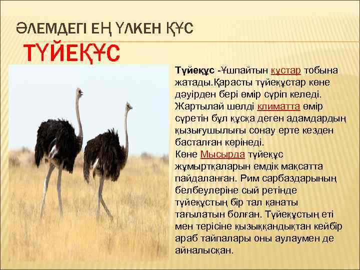 ӘЛЕМДЕГІ ЕҢ ҮЛКЕН ҚҰС ТҮЙЕҚҰС Түйеқұс -Ұшпайтын құстар тобына жатады. Қарасты түйеқұстар көне дәуірден