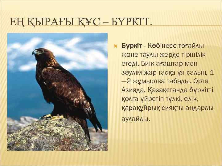 ЕҢ ҚЫРАҒЫ ҚҰС – БҮРКІТ. Бүркіт - Көбінесе тоғайлы және таулы жерде тіршілік етеді.