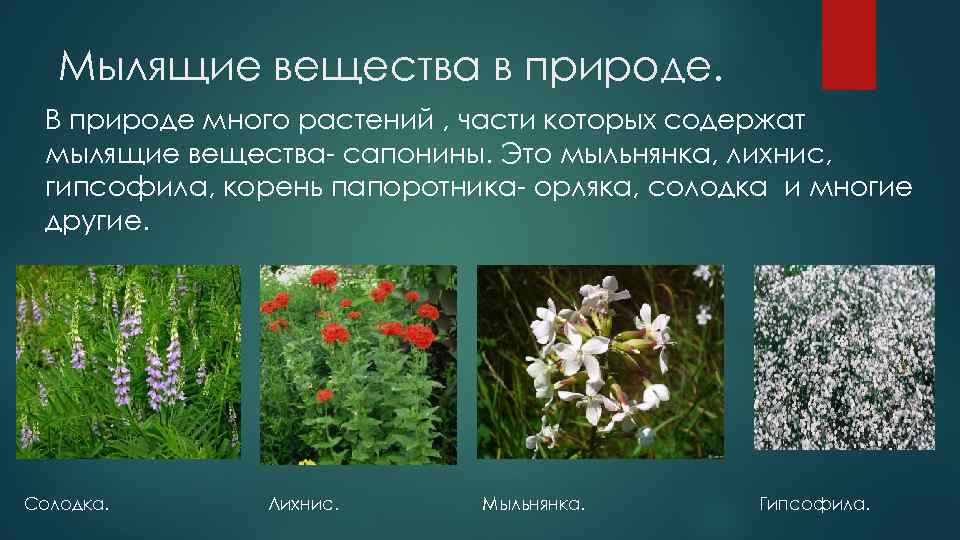 Мылящие вещества в природе. В природе много растений , части которых содержат мылящие вещества-