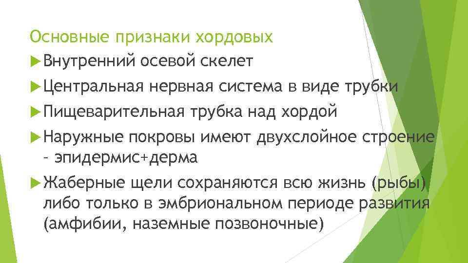 Основные признаки хордовых Внутренний осевой скелет Центральная нервная система в виде трубки Пищеварительная трубка