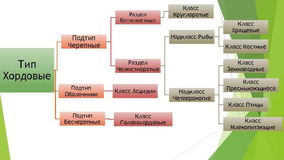 Биология 7 класс типы. Систематика животных Тип Хордовые. Классификация типа Хордовые схема. Систематика хордовых схема. Схема Тип Хордовые позвоночные.